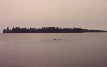 Hard to identify, but they ARE loons! 